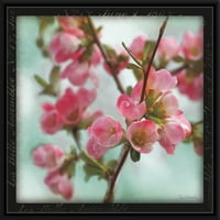 תמונות Quince Blossom II